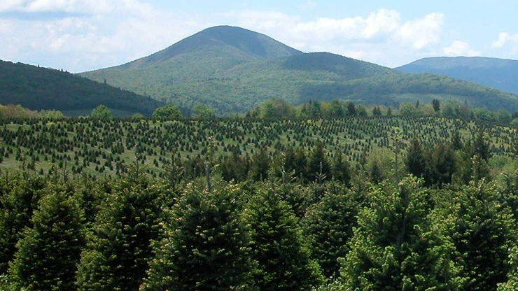 An Introduction to Growing Christmas Trees in Virginia  Library  Farm Answers