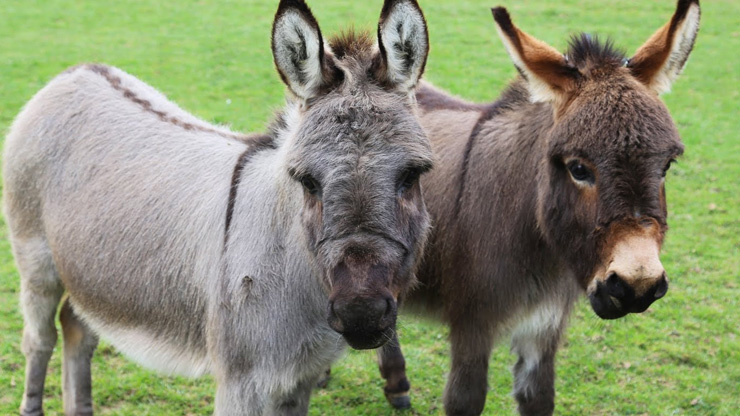 Reproduction in Donkeys | Library | Farm Answers