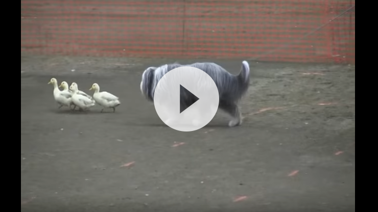 what dog breeds are good to herd ducks