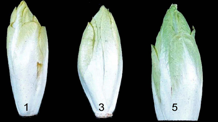 Belgian Endive (Witloof Chicory) | Library | Farm Answers