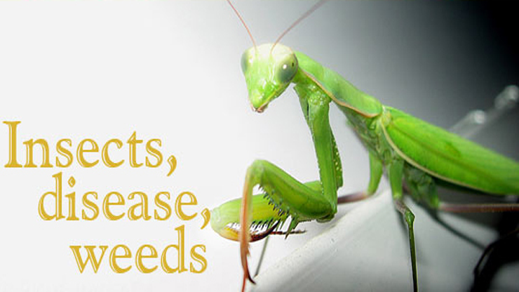 Diseases, Insects and Weeds | Library | Farm Answers