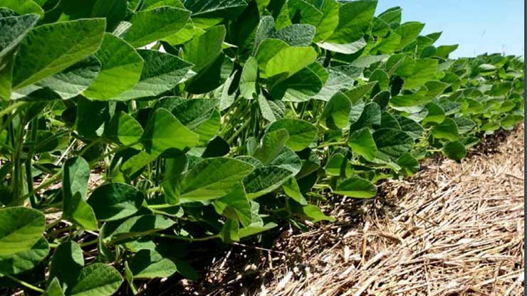 Organic No-Till Planted Soybean Production